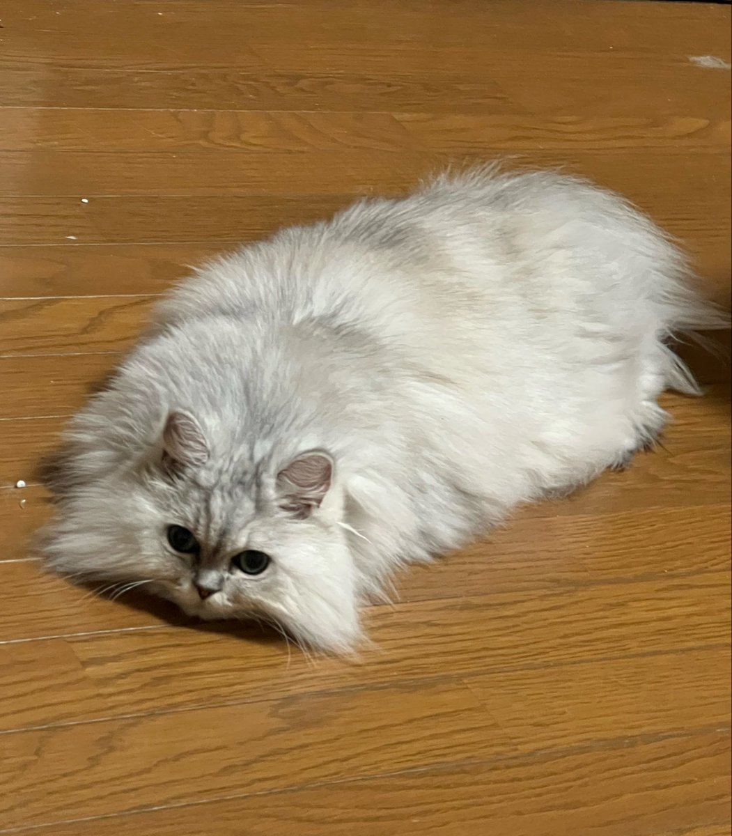 atsumo33's tweet photo. 久々にビルが生えてないところにきた。なかなかの空間ですね…目的地まで5キロ地点で奇跡的にコンビニあったから待機中…安定の2時間前行動🫡おざいます https://t.co/gMxgNKHvor