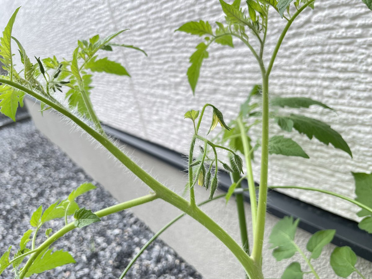 arufa_n's tweet photo. お花が咲き始めてるー！
もうすぐもうすぐ
かぁいいねぇ https://t.co/WCJwW3IYOw