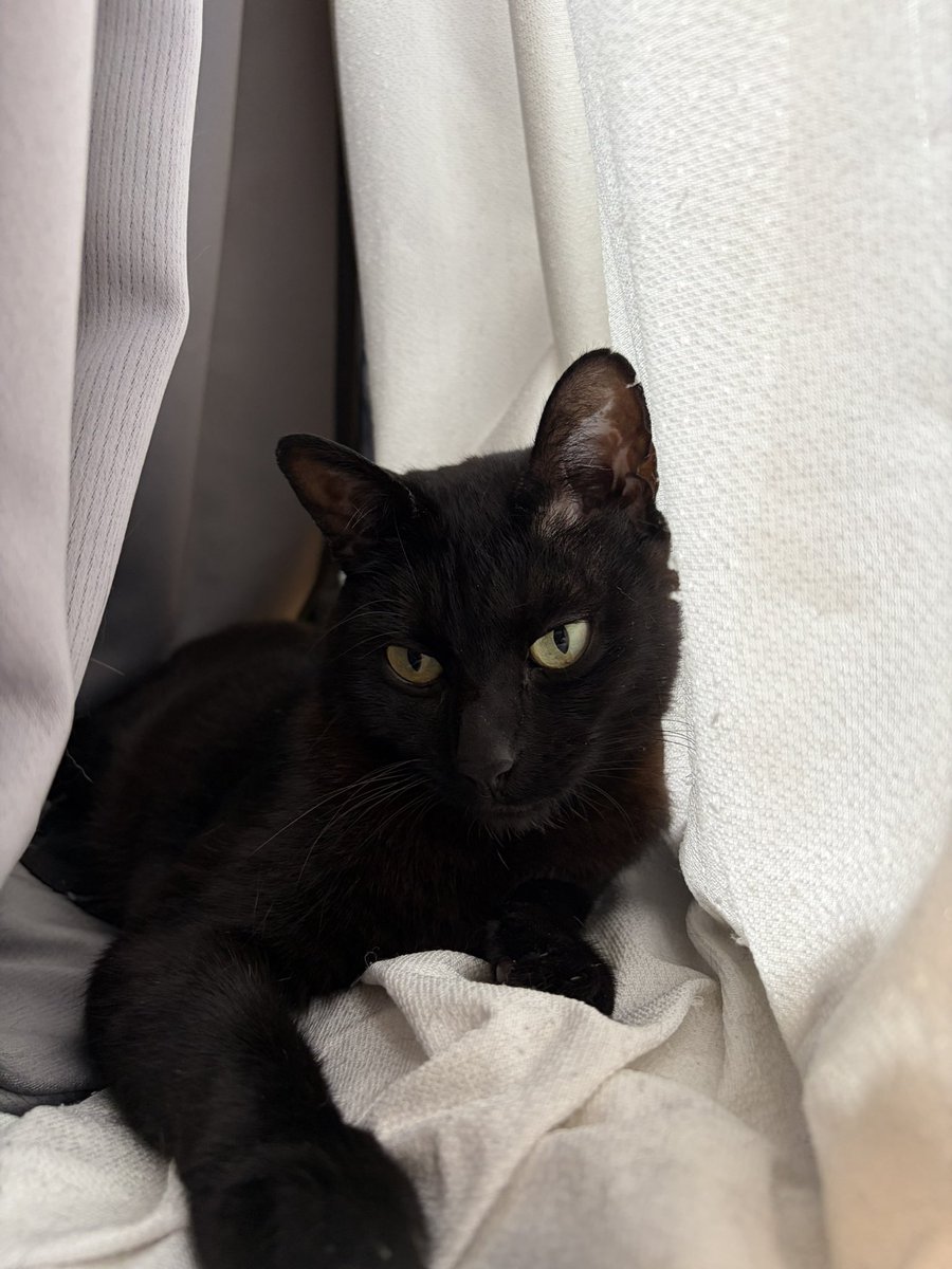 Chiha72's tweet photo. カーテンの隙間からこんにちは #黒猫 #ちゃいろさんとみずいろさん https://t.co/L7S8YCVFUy