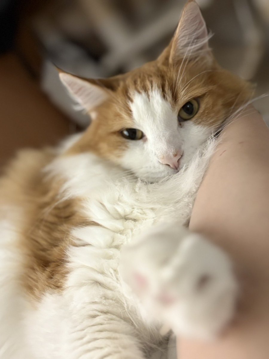 シャル太郎と4匹のメインクーン🐈‍⬛ tweet media