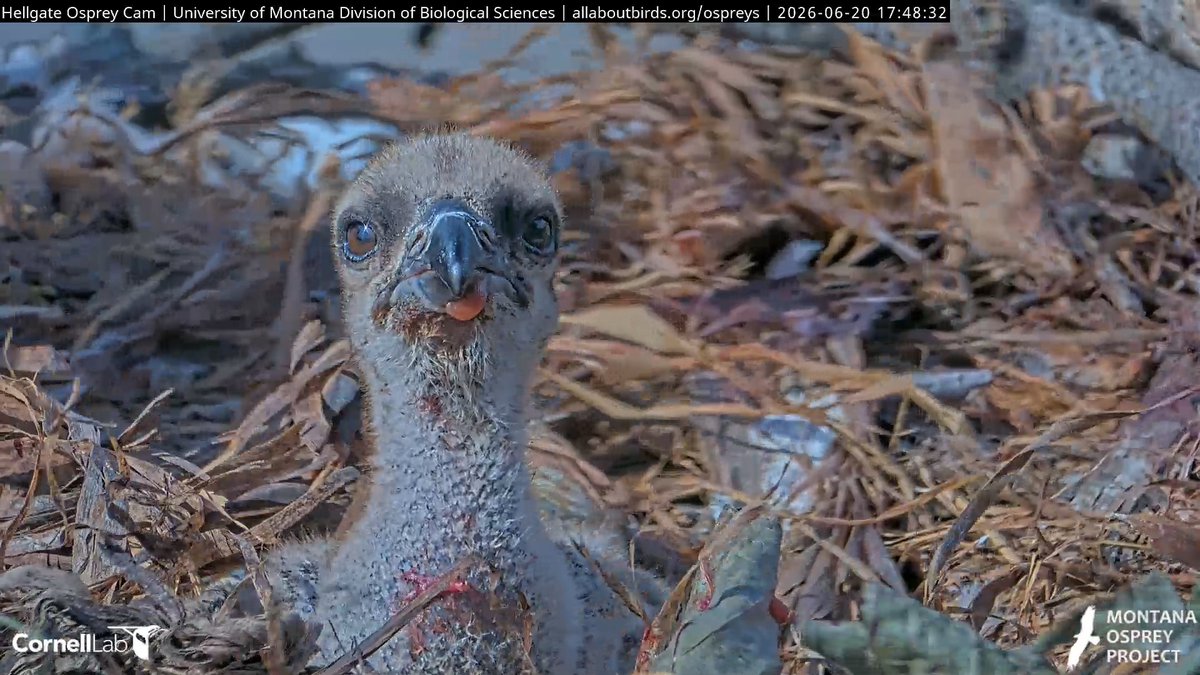 HellgateOsprey tweet picture
