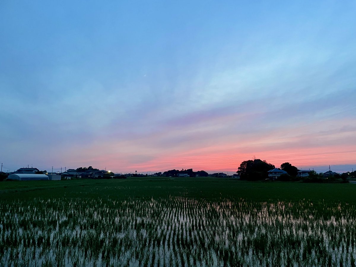 norinori_norip_'s tweet photo. スタジオの前に広がる風景🌾

毎日見ているけれど、
毎日色が違う。

同じ田んぼ。
同じ空。

なのに、
今日しか見られない景色がある。

田植えから少し経ち、
苗も少しずつ大きくなってきました。

夕焼けに照らされた田んぼを眺めながら、

「豊かさって何だろう」

そんなことを考えていました。

6月27日土曜日

この風景の中で映画『美味しいごはん〜挑む〜』を上映します。

食べること。
生きること。
自然と共に暮らすこと。

そんなことを、みんなで感じる時間になったら嬉しいです。

この場所でお待ちしています🌾✨

▼上映会詳細
https://t.co/IXWHPLHECL

@Saitamaidomu 

#美味しいごはん上映会
#埼玉彩りプロジェクト