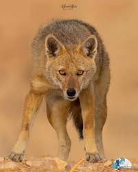 Rayan9717's tweet photo. حواستون به مرغ و خروس های اطراف هتل بورگن اشتوک سوئیس باشه ،شغال طرقبه وارد ژنو شد.
https://t.co/yyWVAVF9Rn https://t.co/Yh4niLvSb8