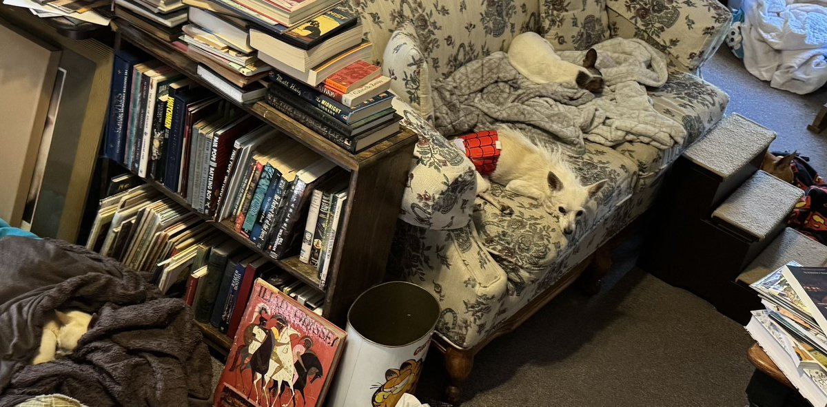 CaveoPrincipia's tweet photo. A four-dog tiny chihuahua mountain range stretched through the middle of my sanctuary. https://t.co/eonomYtzmf
