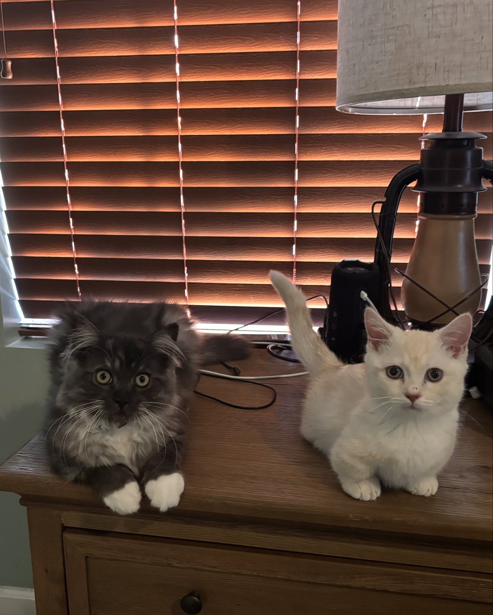 catitudecuties's tweet photo. @Bubblebathgirl It doesn’t, we look amazing. They spent 14 million to paint the pool with latex that is already peeling off and to dump a bunch of peroxide and still lost to the algae. Got 2 weeks until the 4th 😾 not looking good. https://t.co/asKMKYSaK9