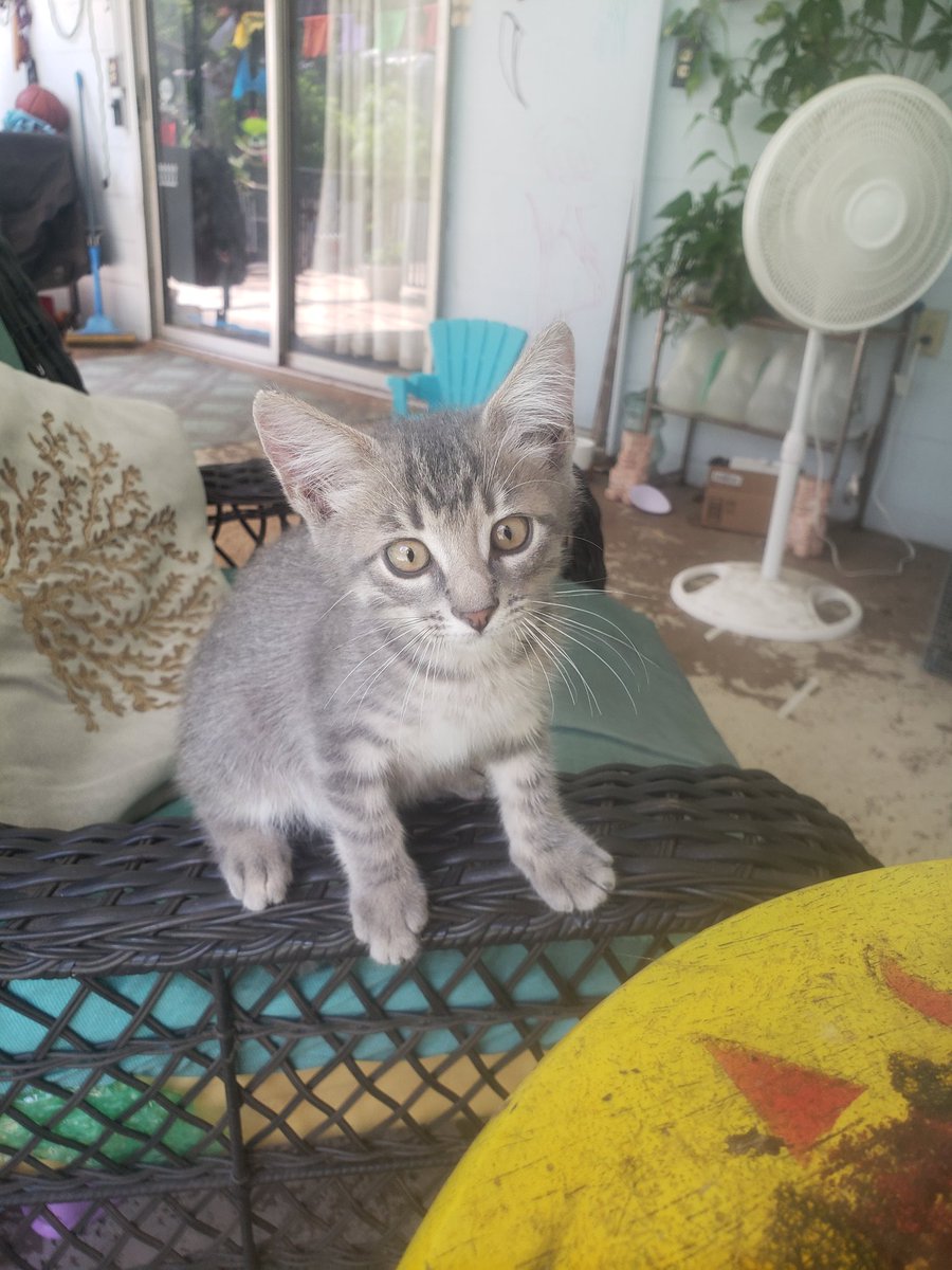 Kim_Sirius's tweet photo. My new little kitty Jack is biting &amp; bunny-kicking the shit out of me! But he's so cute when he does it. https://t.co/rhJciq9RA5