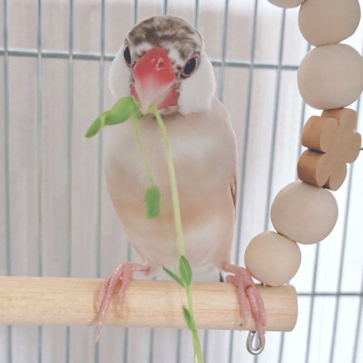 noaneza0907's tweet photo. 意外と欲張りなチビテンちゃん🐥
🌱落ちちゃったよ〜
#文鳥のいる暮らし
#シナモンパイド文鳥 https://t.co/ajYR1r2rCU