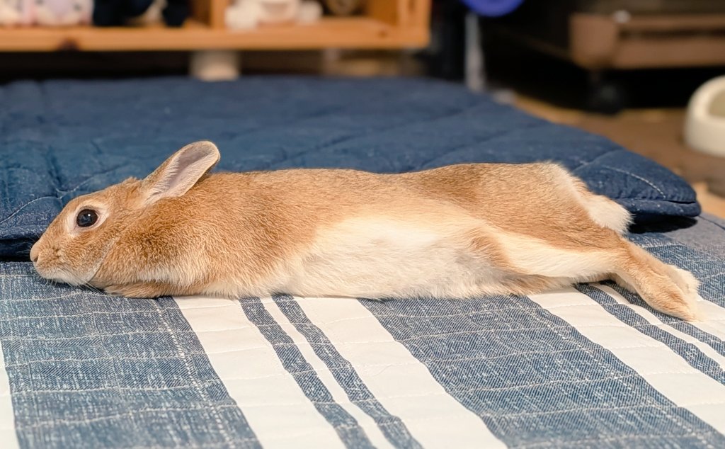 rabbit_sora_'s tweet photo. バゲットかな？バタールかな？🥖🐰
#うさぎ https://t.co/cST21jkFvH