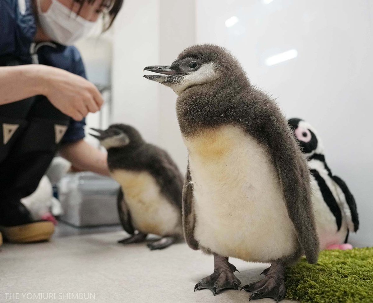 すみだ水族館 で4羽の #マゼランペンギン の赤ちゃん「じんべえ