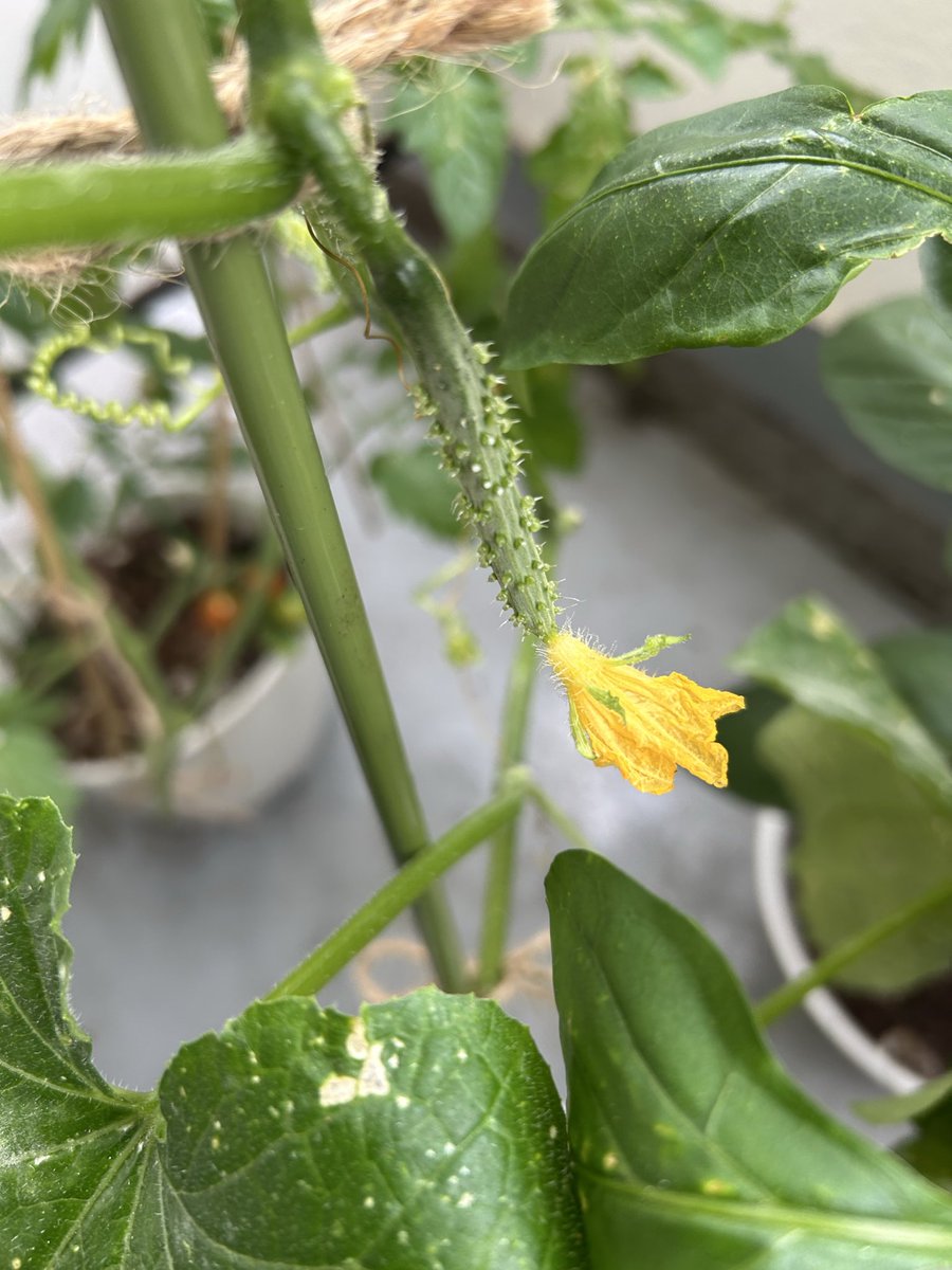 emiakagwa's tweet photo. キュウリ🥒の赤ちゃん👶可愛すぎる😍 https://t.co/MHMaVQeEO1