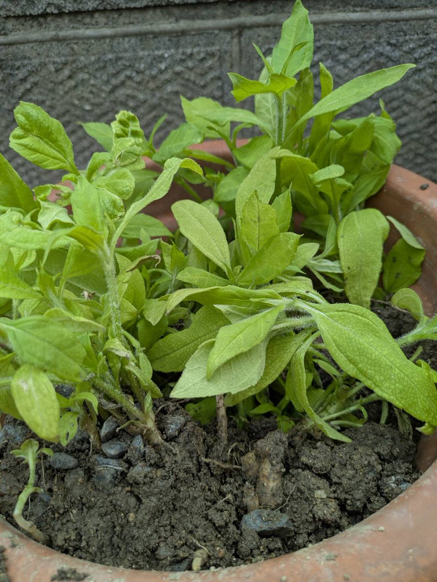 flarecabin's tweet photo. 裏手に菊芋の苗を植えてみたんだけど、一瞬で鹿？に食べられ跡形も無くなってました…うん、そりゃそうか。ってなってます

次回は獣害が起こりにくいニンニクに挑戦。日当たり悪いんで難しいか https://t.co/YlIhE62Owg