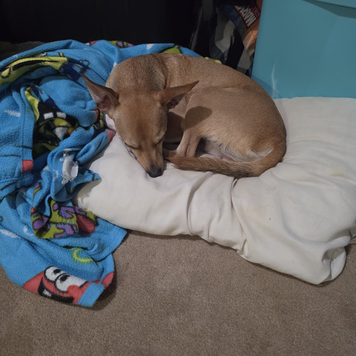 lunaball_21's tweet photo. I have been working to add more kids shirts.  My animal family wanted to hang out. (Already do at day &amp; night) They are good company but I can't get my work done ugh.  #lovemyfurbabies #adopt #rescued #shopsecondhand https://t.co/4ZnRHApXru