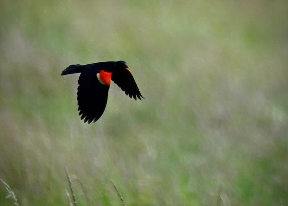 PhilFountain's tweet photo. I enjoyed watching, listening to this Red-winged Blackbird on Alligator Road, Bell County, today.

“Every day one should at least hear one little song, read one good poem, see one fine painting and -- if at all possible -- speak a few sensible words.” — Johann Wolfgang von Goethe https://t.co/TThMRB66lC