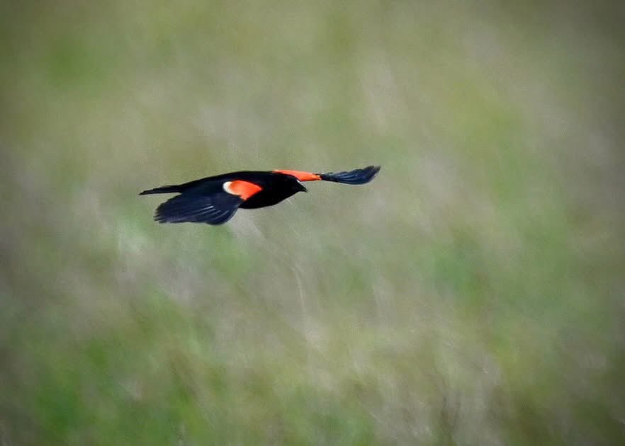 PhilFountain's tweet photo. I enjoyed watching, listening to this Red-winged Blackbird on Alligator Road, Bell County, today.

“Every day one should at least hear one little song, read one good poem, see one fine painting and -- if at all possible -- speak a few sensible words.” — Johann Wolfgang von Goethe https://t.co/TThMRB66lC