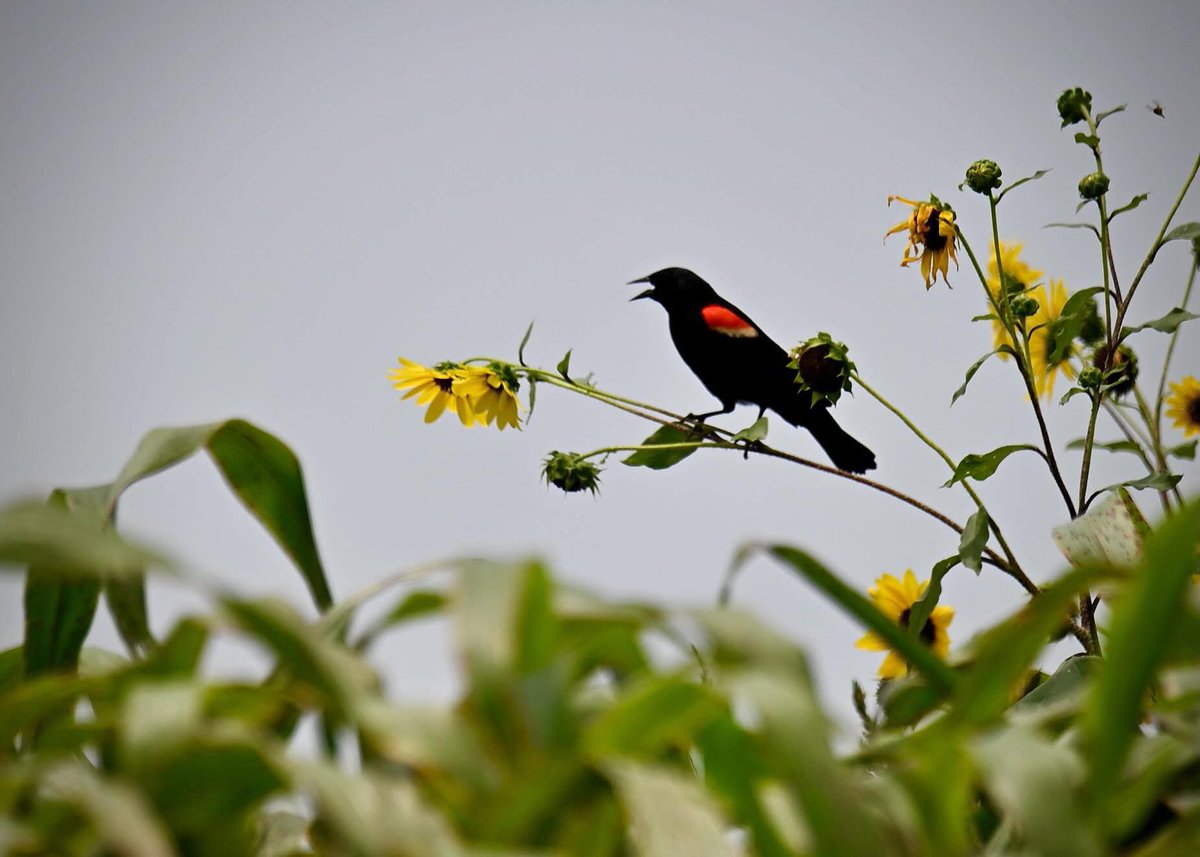 PhilFountain's tweet photo. I enjoyed watching, listening to this Red-winged Blackbird on Alligator Road, Bell County, today.

“Every day one should at least hear one little song, read one good poem, see one fine painting and -- if at all possible -- speak a few sensible words.” — Johann Wolfgang von Goethe https://t.co/TThMRB66lC