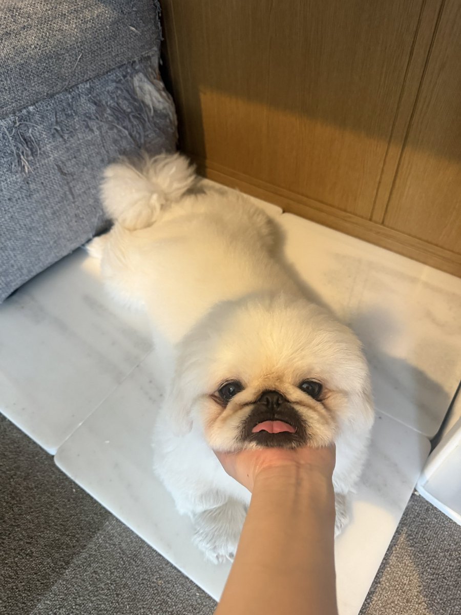 genki_doggo's tweet photo. ﾓﾁﾓﾁ… https://t.co/situGHE8AT