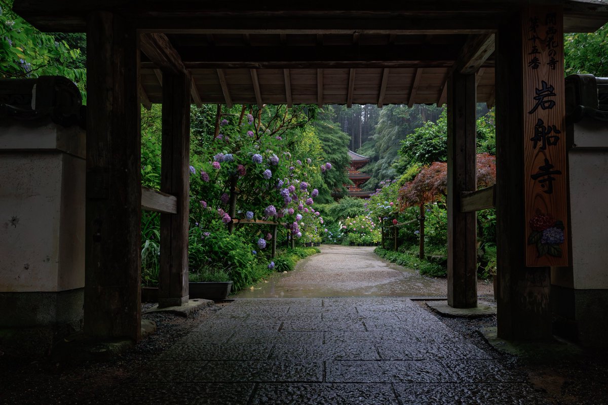 gansenji_temple's tweet photo. 本日は朝陽に照らされて雨☔で濡れた紫陽花が輝いております✨
拝観時間外の早朝ではありましたが、朝霧も見ることができました☺️🙏

【お知らせ】

紫陽花の開花状況 : 見頃

注意事項をHPにて掲載しておりますのでご確認ください🙏
※カメラスタンドの使用は禁止
※ペット同伴可能（注意事項厳守⚠️） https://t.co/sPoDihuaNw