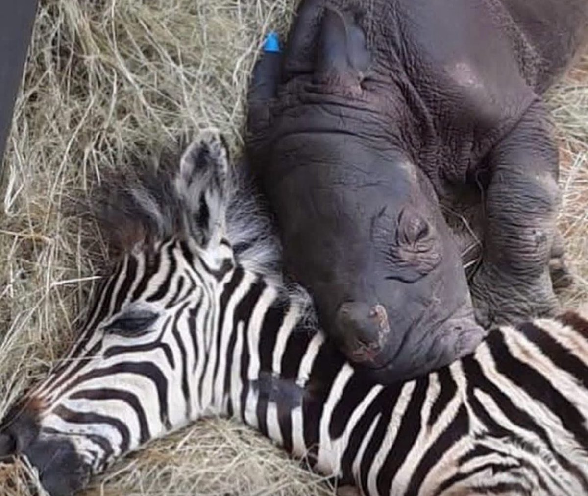 Puppieslover's tweet photo. This is Maji and Daisy. Both lost their moms far too soon one in a violent storm, the other to poaching just hours after birth. When they met at the sanctuary, something clicked. Now they’re inseparable, finding safety and love in each other every single day. Pls heart them https://t.co/BpkXIv2R8D