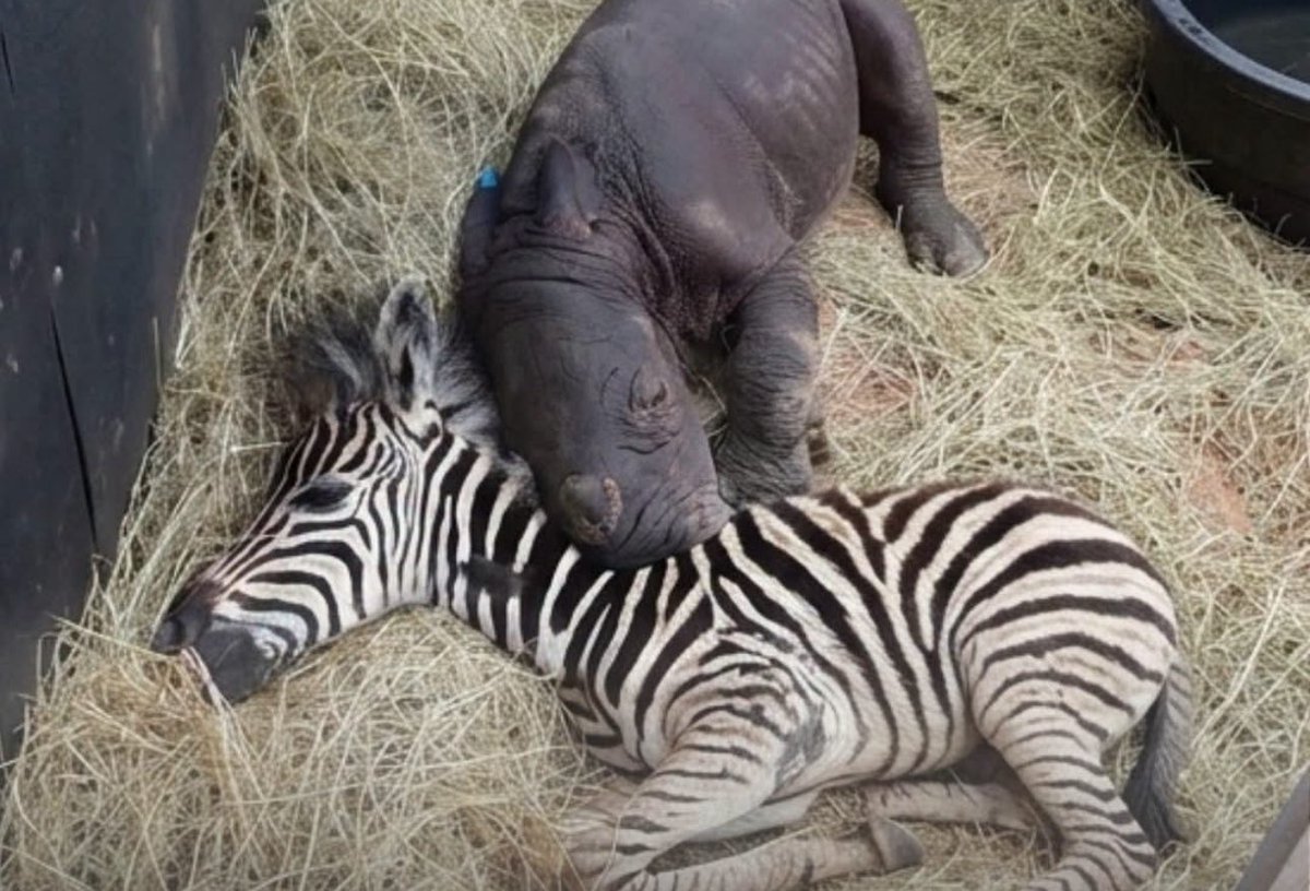 Puppieslover's tweet photo. This is Maji and Daisy. Both lost their moms far too soon one in a violent storm, the other to poaching just hours after birth. When they met at the sanctuary, something clicked. Now they’re inseparable, finding safety and love in each other every single day. Pls heart them https://t.co/BpkXIv2R8D