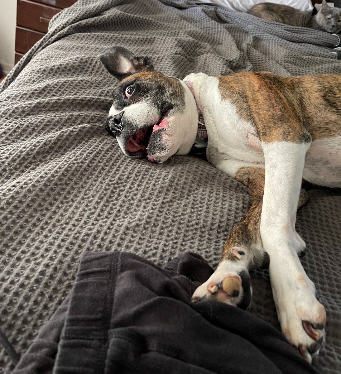 PatrickKrook's tweet photo. Minnie, our brave Boxer, has been fighting through a serious health crisis that’s cost over $50,000 so far. After multiple surgeries, severe pancreatitis, and a long hospital stay, she’s still fighting to come back home and be her goofy, loving self. Sharing her story can help us keep her fight going—please consider donating or sharing if you can. Even a small act of support makes a big difference in her recovery. https://t.co/T8DtKIs1Eu