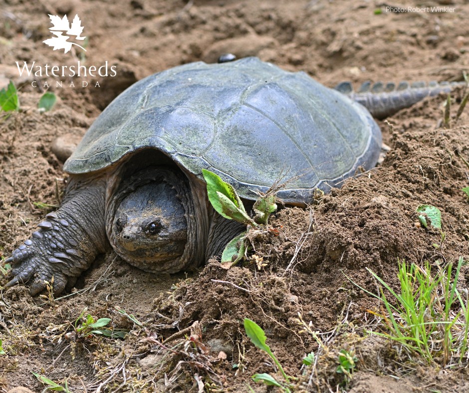 WatershedsCAN's tweet photo. Meet Canada's largest freshwater turtle species!

The Snapping Turtle (Chelydra serpentina) is Ontario’s most prehistoric-looking turtle. Its long tail with triangular spikes along the top is reminiscent of those of a stegosaurus!

They prefer slow-moving freshwater habitats with abundant vegetation and a soft mud or sand bottom.

Snapping Turtles hibernate at the bottom of lakes and rivers in mud or silt near the shore.

Help protect freshwater turtles:
🐢 Slow down while driving. Watch for turtles crossing the road, especially in areas close to wetlands.
🐢 Leave fallen logs and woody debris along shorelines. Turtles need these habitat features to bask in the sun because, as reptiles, they receive energy from the sun’s warm temperatures.
🐢 Build a nest protector.
🐢 Participate in a community science project.

#SnappingTurtle #Wildlife #Conservation #Lake #River #Canada