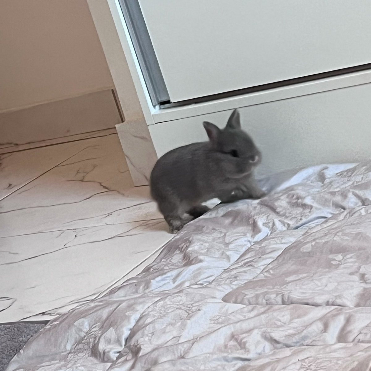 bloodlustvoid's tweet photo. punchy when he was a baby oh my god https://t.co/yaIfchspvQ