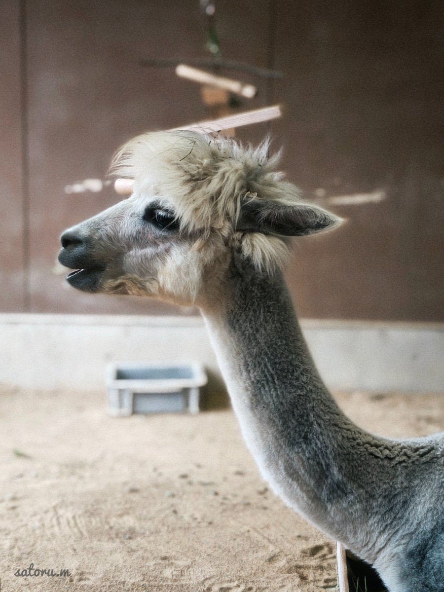alpaca