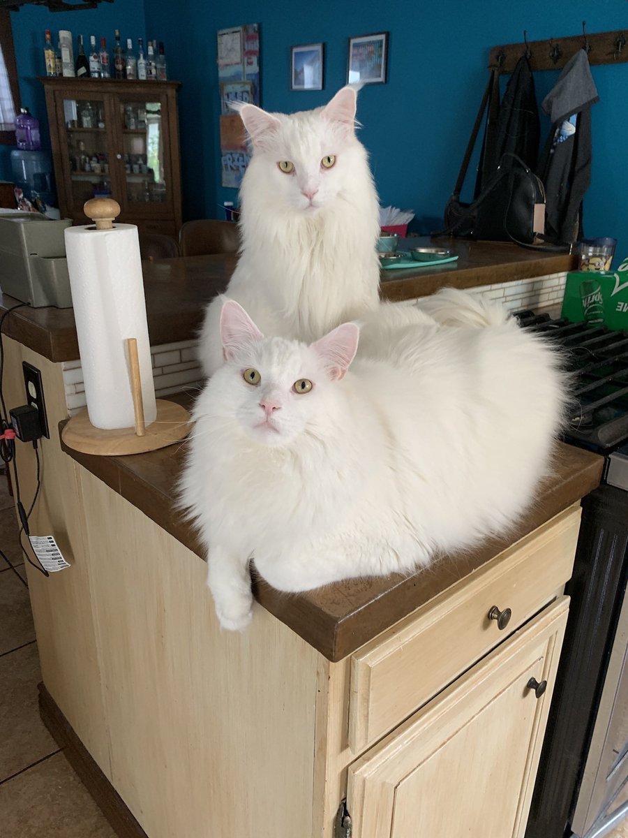 ZhivaZinZaba's tweet photo. @Jassmini2 Mine are Klondike and Frankie… https://t.co/0lMrloScFa