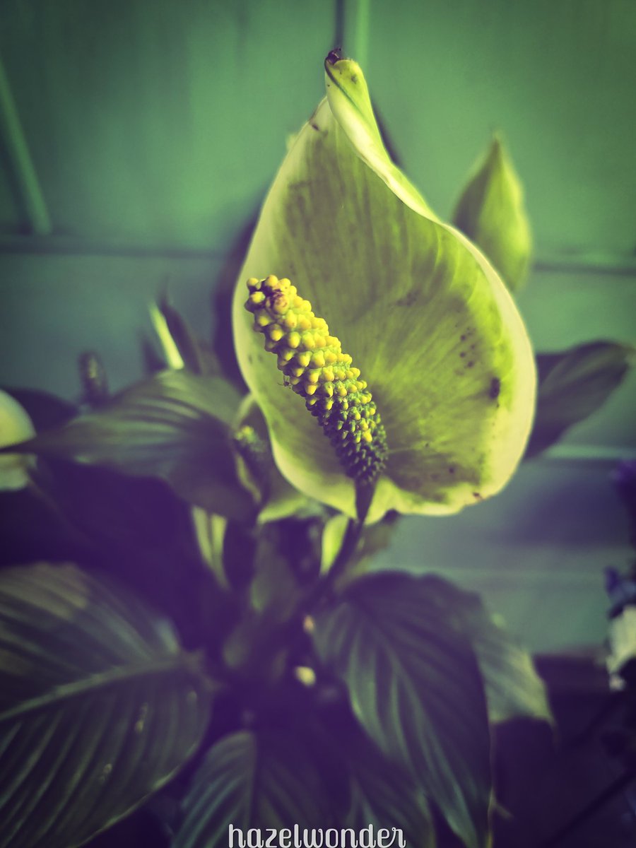 ahazelwonder's tweet photo. Shades of green 💚 https://t.co/9gK0zhlk2a