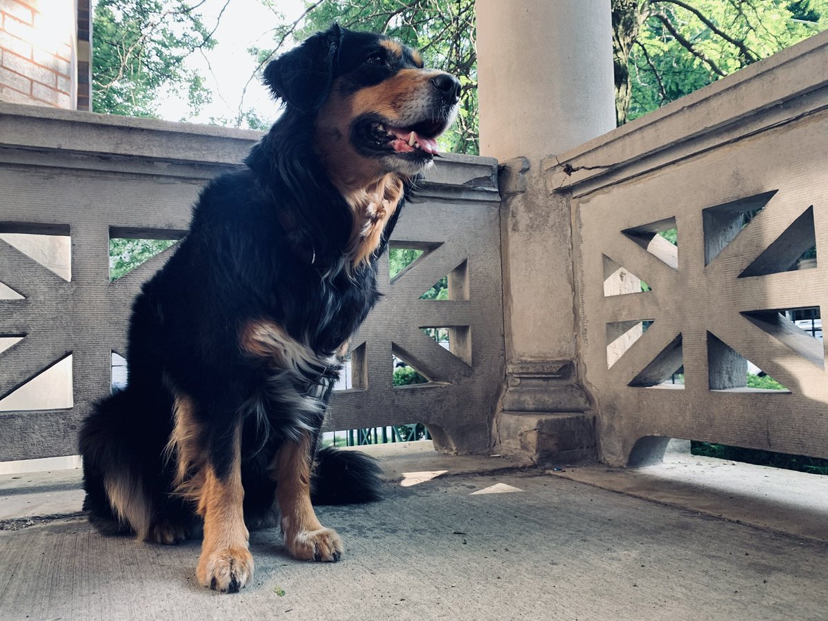 shane_riordan's tweet photo. I will never not miss my most perfect angel girl.

It’s been six months. If any of you have a way to make it hurt less, my DMs are open. https://t.co/WT0fw5UuDm