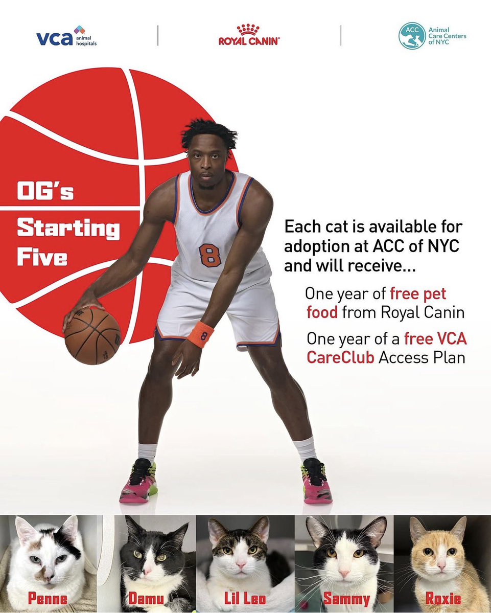 LegionHoops's tweet photo. OG Anunoby’s first move after winning a championship — selecting five cats for New Yorkers to adopt.

Three cats were adopted within days…

This has to be the most OG Anunoby thing ever. 🤣 https://t.co/7ybXPAyLkT