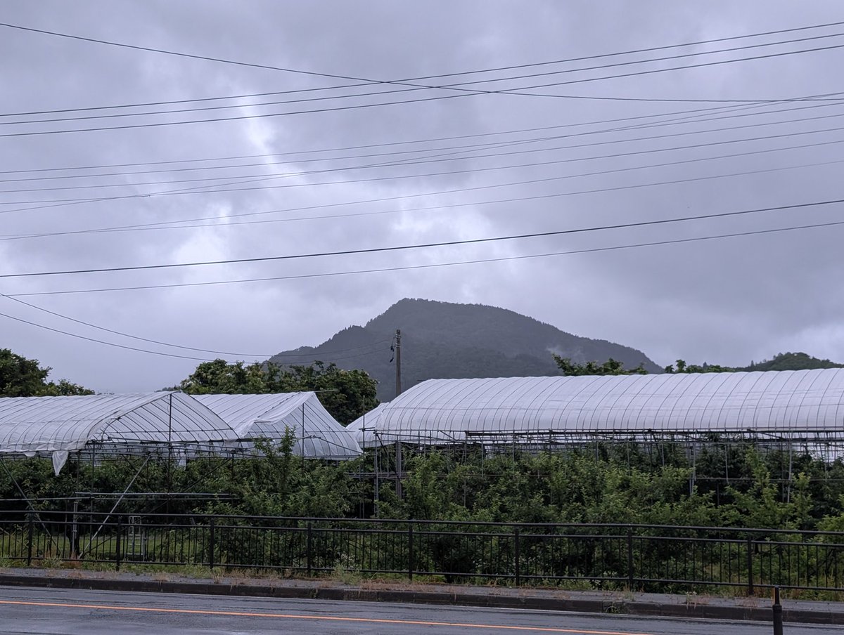 furusato_kajyu's tweet photo. おはようございます
雨の1日です

#ふる里果樹園 #山形 #天童市 #furusatokajyuen #yamagata #tendo #teampixel #pixel9proxl https://t.co/GSDorwSfum