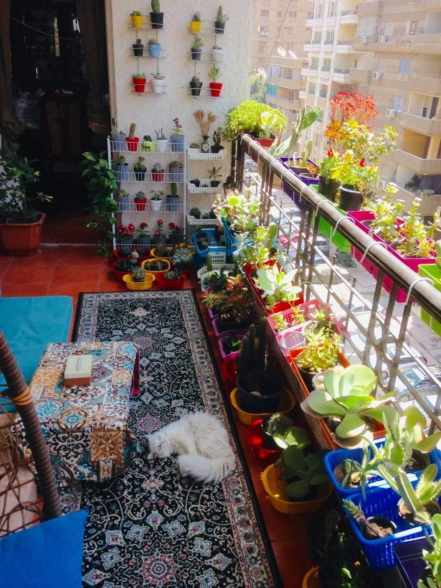 Urfava7med's tweet photo. بلكونة رايقة وهادية. 🌿 https://t.co/7sy6JihC6X