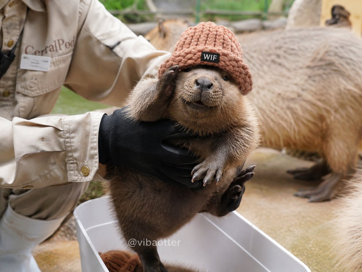 solOlympos's tweet photo. How we haven't seen ts yet

This cute Beaver has 1.2M Views in just a few Hs and  its Becoming a Huge Meme on Japanese X with People using the Beaver as a source of motivation  

To Go through hardships and they are dubbing him "Clenched Fist beaver"  

The Memes are infinite when it comes to him.  

He has still not been named  

Lets run the meme for once like every runner is a meme Popcat,Meepcat,Sliding cat