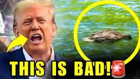 EDITORatWORK's tweet photo. #reflecting #pool GOING GREEN #algae #reflecting_pool #green_pool #expensive #Trump_disasters
https://t.co/mLDNd3Lmwj https://t.co/w2r7GmEAAH