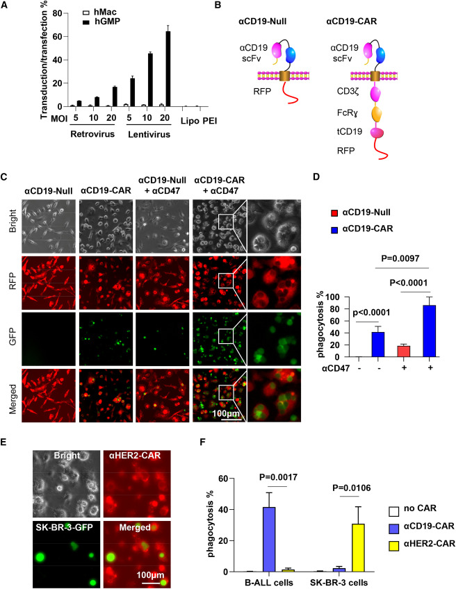 LabWaggoner's tweet photo. Expansion and CAR engineering of granulocyte-monocyte progenitors for cellular immunotherapy @CellCellPress 
https://t.co/7Hs6oCCSgR https://t.co/AXRI4OT0pt