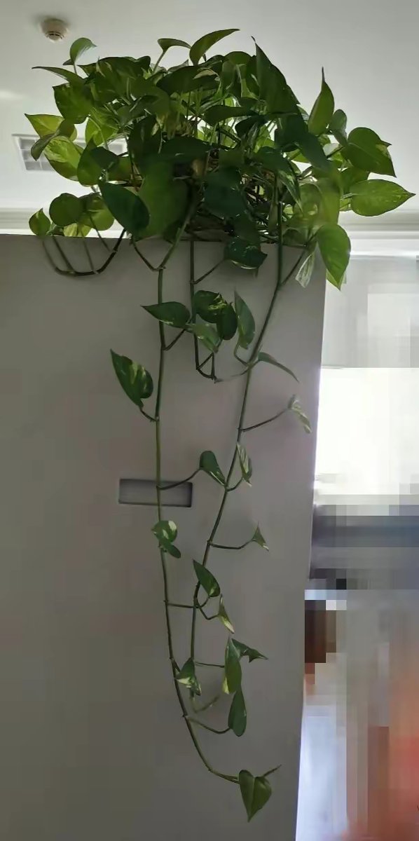 etHsc5dNNhyTqOD's tweet photo. Pro tip for your pothos: Water only when the top 2 inches of soil feel dry, keep it in bright indirect light  It’ll grow happily with little effort! https://t.co/YTONHDnARp