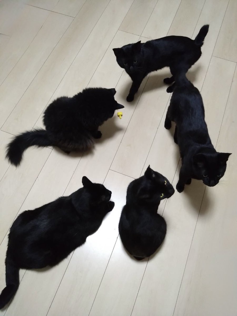 arca20220921's tweet photo. くろねこの輪 https://t.co/pyRqFNCzXg