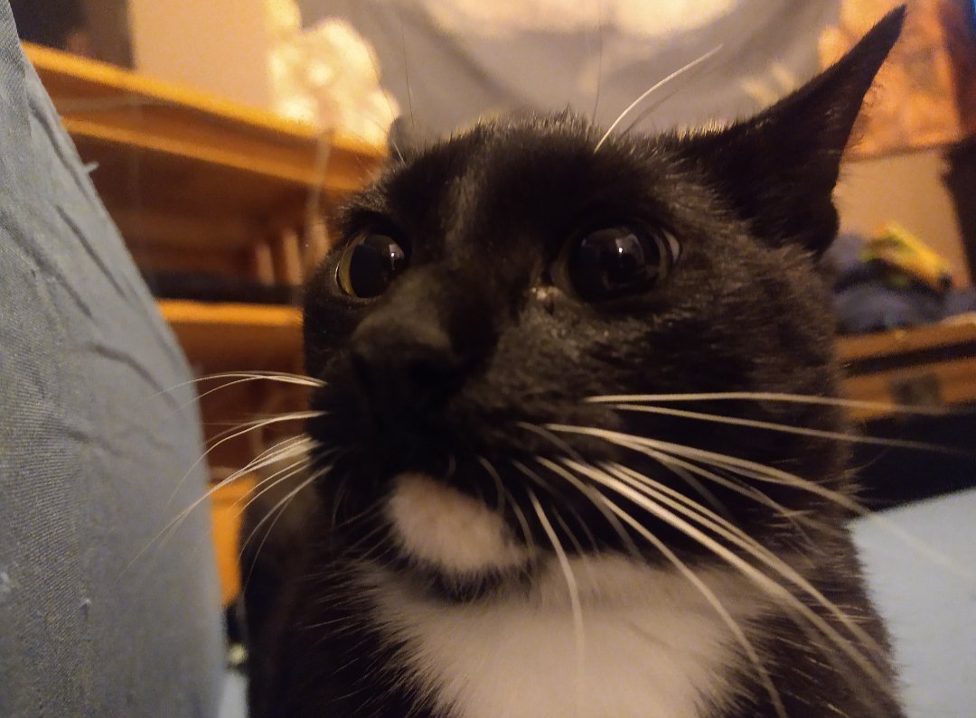 NebbyJelly's tweet photo. check out this motherfucker #cattwt #boingo https://t.co/WgVfijReIc