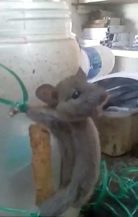 Sharzard5's tweet photo. You are all aware of our torment in laboratories, even as you maintain a tacit compact to look away.  Still more obscured are those of us tortured for the dark web by gleeful sadists.  We are those you almost never hear about.

We are #OneBillionScreams
We are @PoliAnimalClass https://t.co/JprmGA92MZ