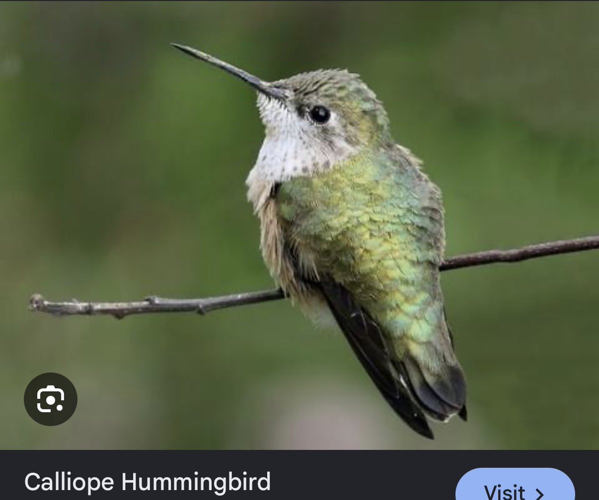 coughdropsh's tweet photo. And I feel like female calliope hummingbird also fits my other flag https://t.co/iviLDqGAJg