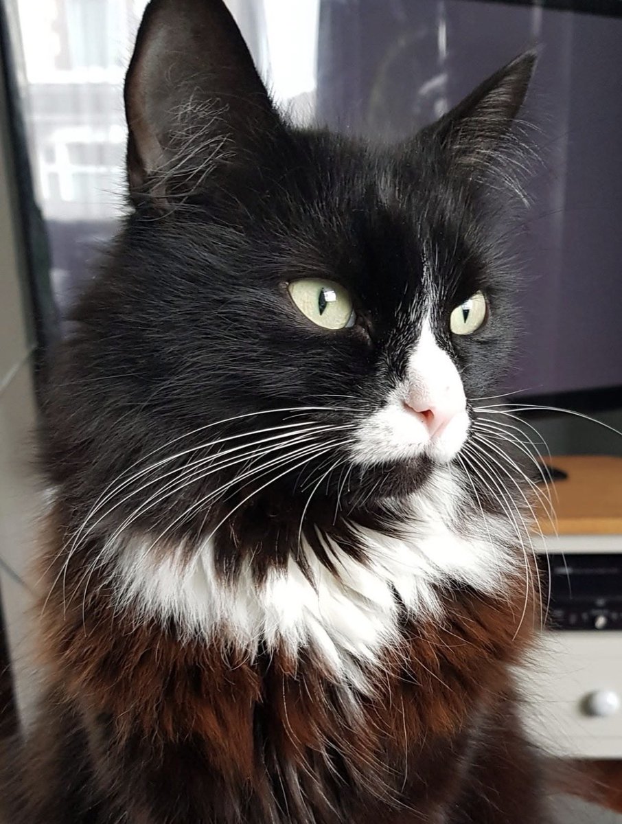 bbllondie's tweet photo. @ethylbromazolam so cuteee my cats called milo too :3 https://t.co/BwX2X97XMP