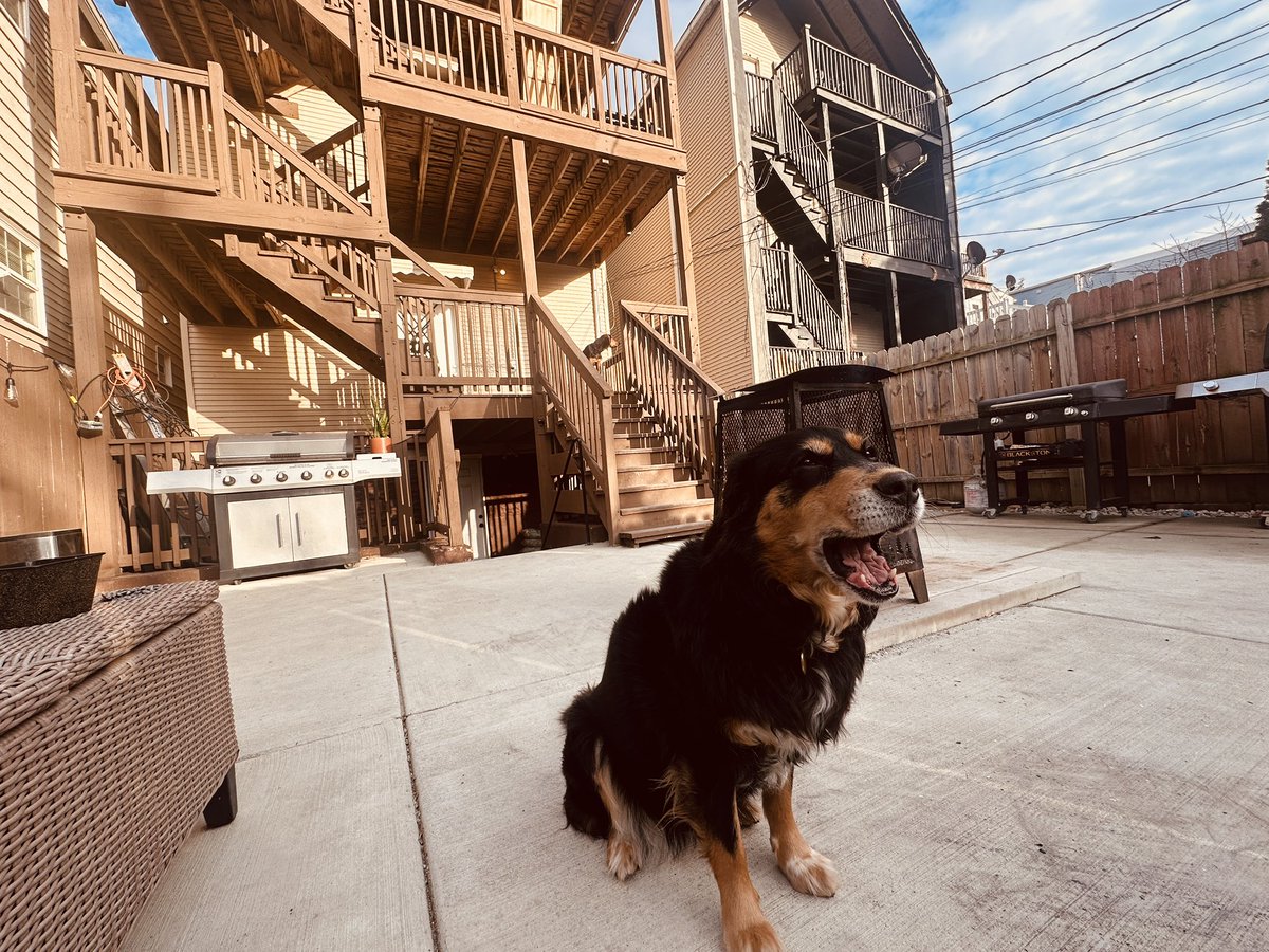 shane_riordan's tweet photo. Miss her more than you’d ever imagine. I didn’t go anywhere without her. No leash. The front door unlocked &amp; she was at my heels. If she wasn’t allowed in, she waited. Far too soon. My perfect angel baby. No dog will ever compare.

All aspects of my life fell apart when she left. https://t.co/vk76eIIhy1