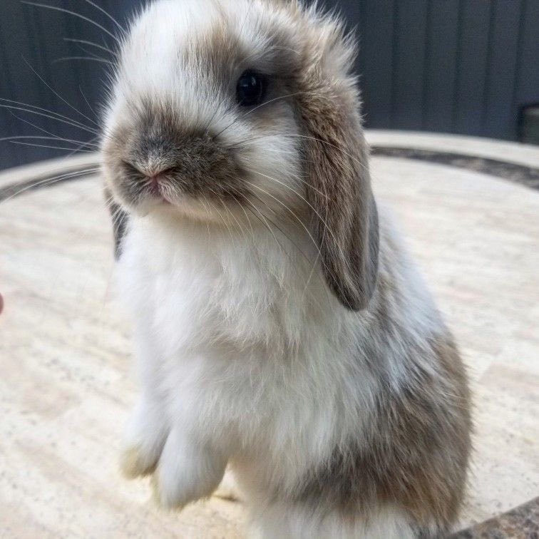 Bunnies's tweet photo. https://t.co/WNHNykS6tT