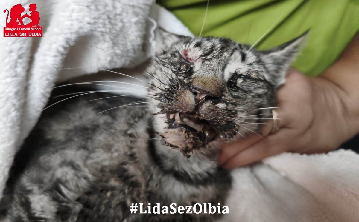 LidaSezOlbia's tweet photo. Olbia, 20.06.2026
L'hanno trovata agonizzante a Budoni. Una creatura minuscola, con la testolina bassa, ferma ad aspettare che la morte arrivasse a liberarla dal dolore. Futura è una femmina, ma quando è arrivata da noi ➡️ https://t.co/lZLpl5qTJb https://t.co/pXtwdsk60E
