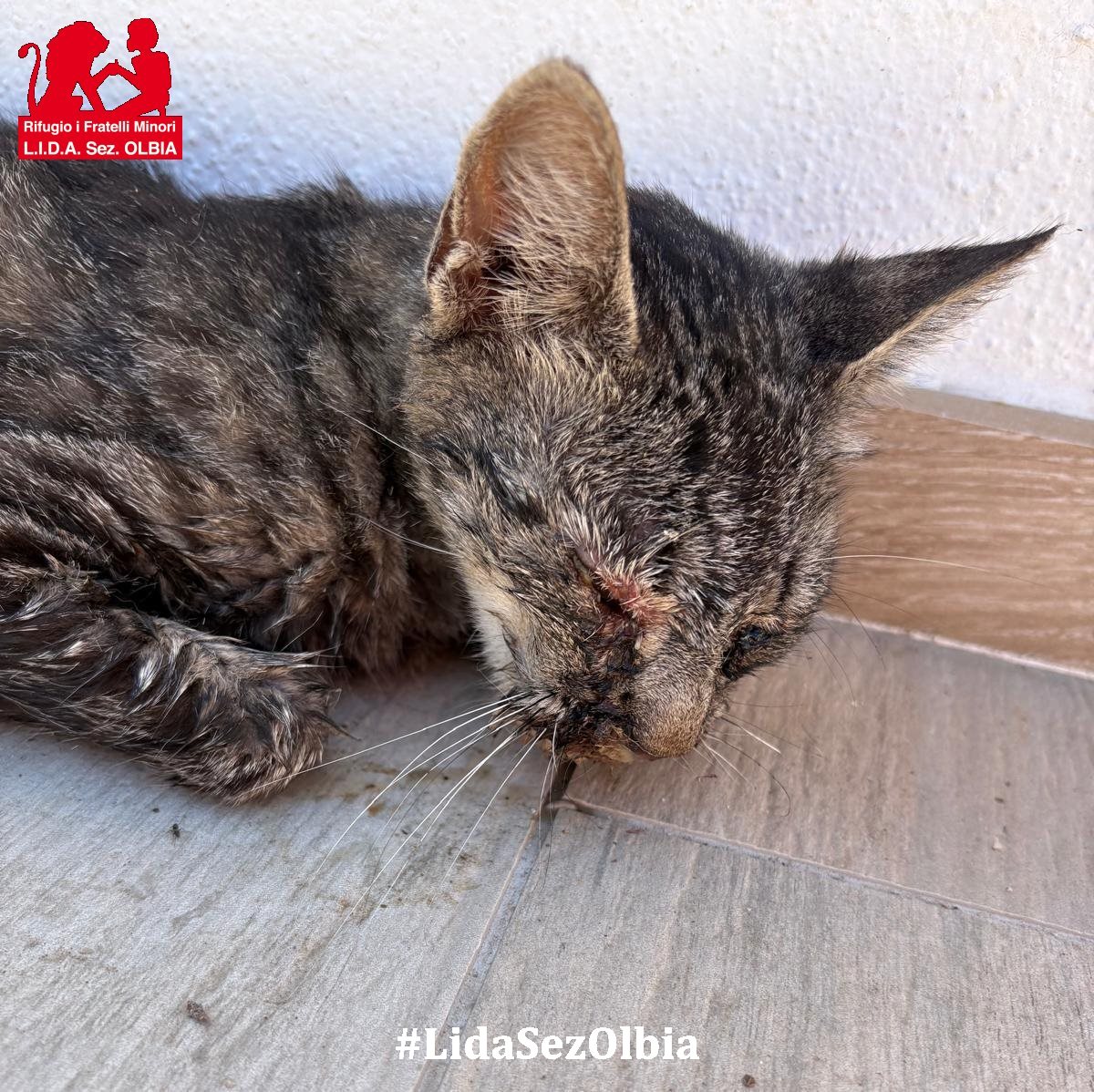 LidaSezOlbia's tweet photo. Olbia, 20.06.2026
L'hanno trovata agonizzante a Budoni. Una creatura minuscola, con la testolina bassa, ferma ad aspettare che la morte arrivasse a liberarla dal dolore. Futura è una femmina, ma quando è arrivata da noi ➡️ https://t.co/lZLpl5qTJb https://t.co/pXtwdsk60E