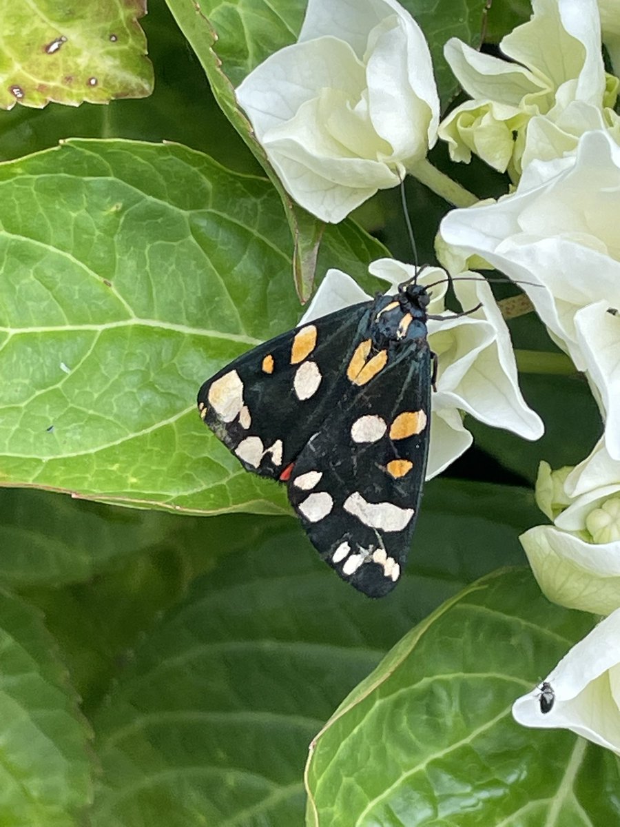 sjfltchr's tweet photo. @SHeadbirder Scarlet Tiger? https://t.co/4zdcE1b4ug