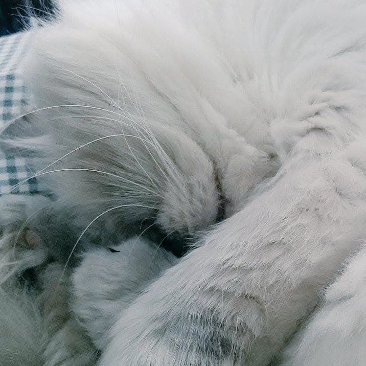 t_jh2009's tweet photo. A curled up #Shemp every his ##Caturday #Catnap. 😸 #CatsOfTwitter #CatsOfX https://t.co/24GDAftSXP
