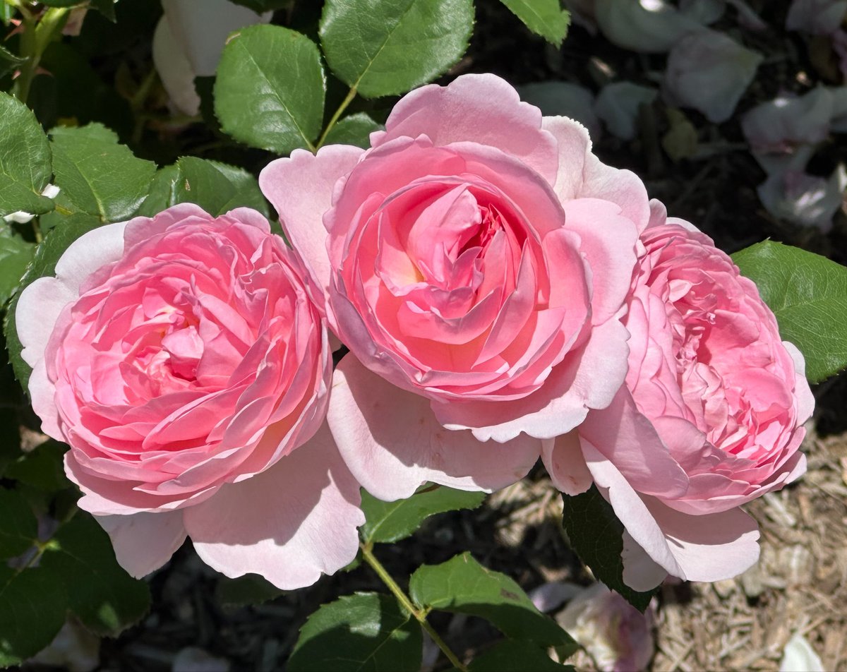yfftn650's tweet photo. おはようございます
#flower
#rose
#薔薇
2026春薔薇 https://t.co/j3bwm9tXyF