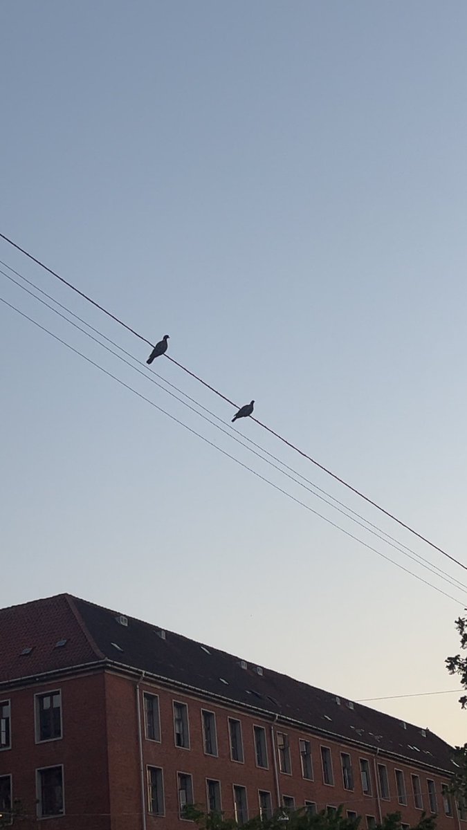 Mtio64's tweet photo. Caught the flock recharging❤️‍🩹❤️‍🩹 https://t.co/jdlYlGmf9k